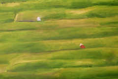 Campos de té en China, Óleo/Lienzo (92x65cm)